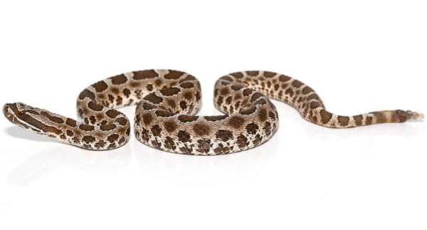 Western Massasauga Rattlesnake For Sale
