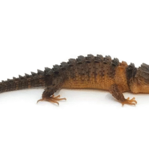 White Eyed Crocodile Skink For Sale