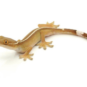 White Lined Gecko for Sale