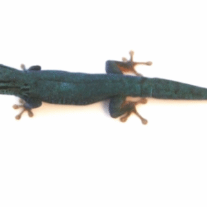 Williams Blue Cave Gecko for Sale