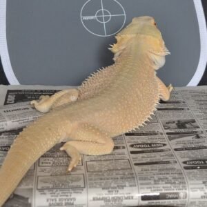 Witblit Bearded Dragon For Sale