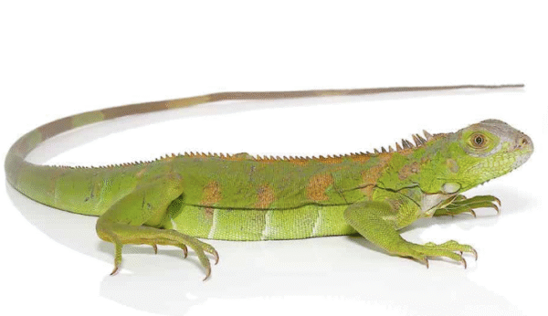 Yearling Green Iguana For Sale