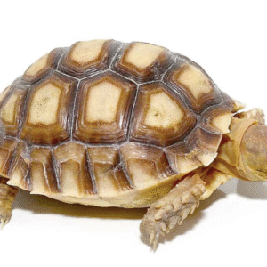 Yearling Sulcata Tortoise For Sale