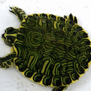 Yellow Bellied Slider Turtle for Sale