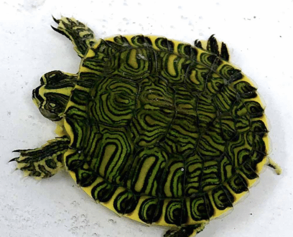 Yellow Bellied Slider Turtle for Sale