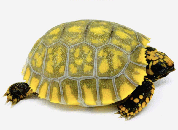 Yellow Foot Tortoise for Sale