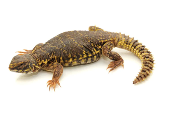Yellow Niger Uromastyx for Sale