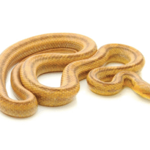 Yellow Rat Snake for Sale